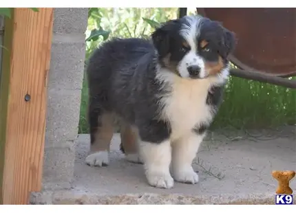 Australian Shepherd