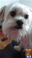 Beau available Mixed Breed puppy located in PROVIDENCE