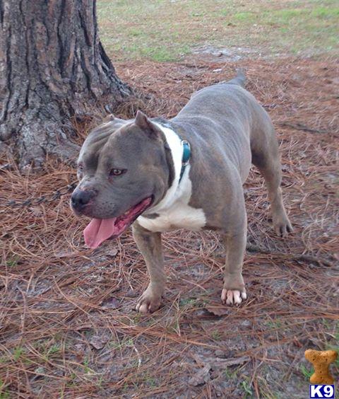 american pit bull puppy posted by MarshlandPitbulls