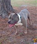 american pit bull puppy posted by MarshlandPitbulls