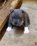 american pit bull puppy posted by MarshlandPitbulls
