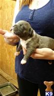 American Pit Bull