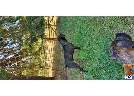 Panther Creek Ripper available Cane Corso puppy located in CARLTON