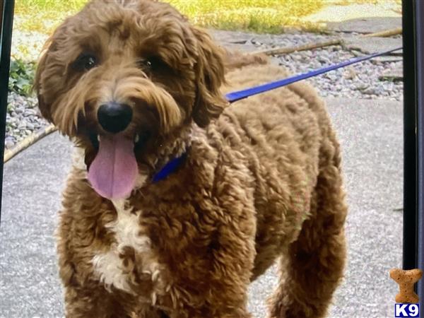 Goldendoodles stud dog