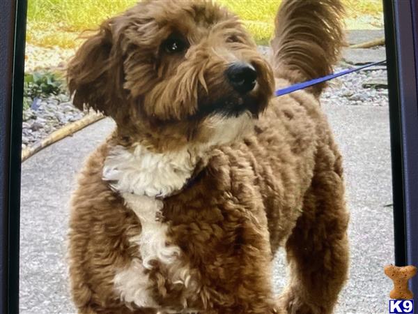 Goldendoodles stud dog