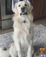 Remi available Golden Retriever puppy located in COLUMBUS