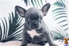 french bulldog puppy posted by Mary7733