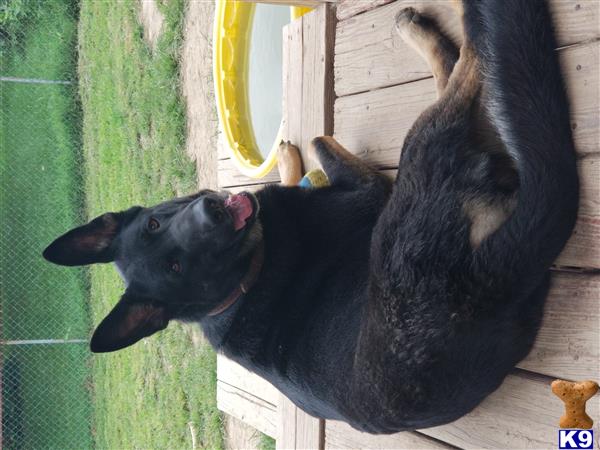 German Shepherd stud dog