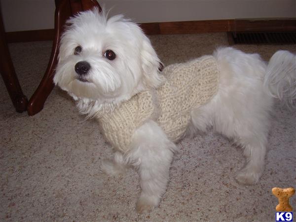 Maltese puppy for sale