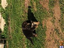 german shepherd puppy posted by Mastersd