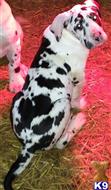 great dane puppy posted by Mastiff44