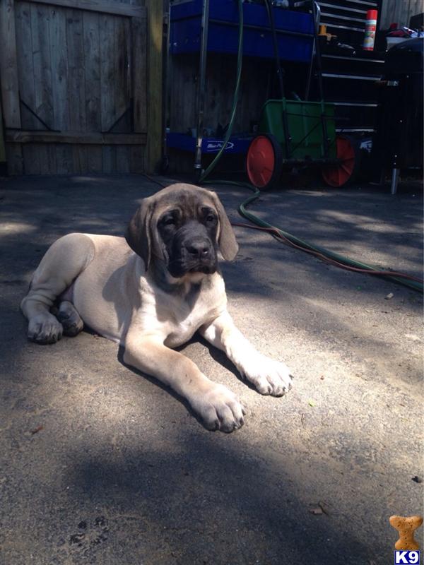puppy spot breeder login mastiff puppy for sale mastiff pups spot 4 years puppy spot breeder login mastiff puppy for sale mastiff pups spot 4 years