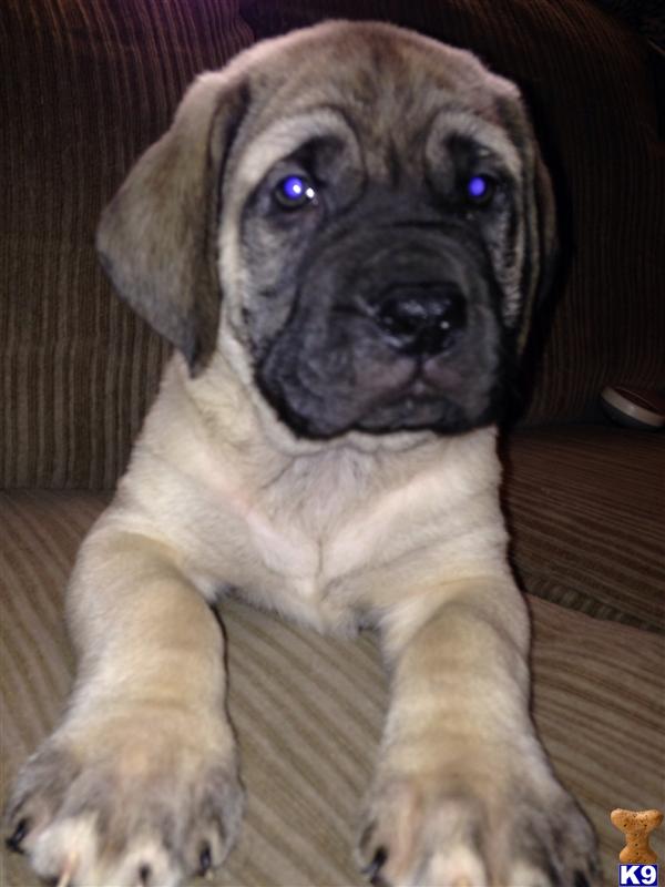 puppy spot breeder login mastiff puppy for sale mastiff pups spot 4 years puppy spot breeder login mastiff puppy for sale mastiff pups spot 4 years