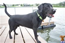 Labrador Retriever
