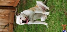 HUSTONS BENTLEY NKC17-900541991 available American Bulldog puppy located in STOCKBRIDGE
