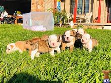 old english bulldog puppy posted by Maximusoldebull