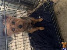 Maxwell available Yorkshire Terrier puppy located in MIDLOTHIAN