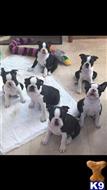 boston terrier puppy posted by Mcdonovan