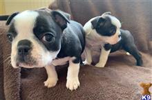 boston terrier puppy posted by Mcdonovan
