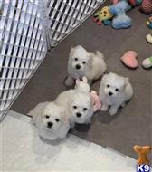 Zimba  available Maltese puppy located in Los Angeles