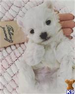 Nala and Daff available Maltese puppy located in Los Angeles