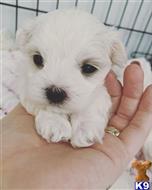maltese puppy posted by Mcdonovan