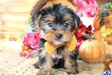 yorkshire terrier puppy posted by Mcdonovan