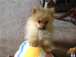 pomeranian breeders maryland pomeranian puppies for sale in maryland pomeranian breeders maryland pomeranian puppies for sale in maryland