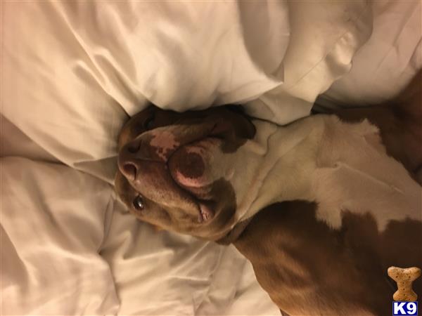 American Pit Bull stud dog