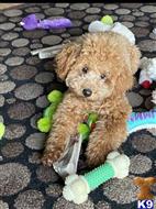TEDDY available Poodle puppy located in OAKLAND 