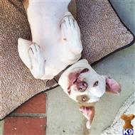 Staffordshire Bull Terrier
