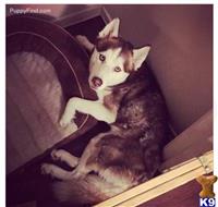 Siberian Husky