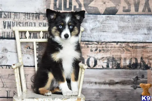 Australian Shepherd