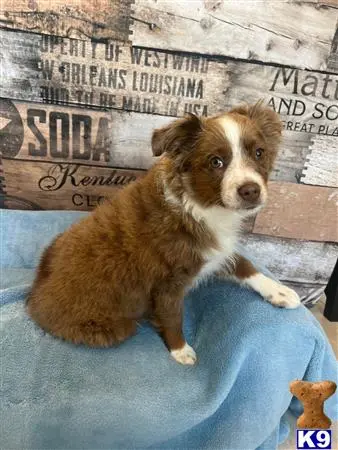 Australian Shepherd puppy for sale