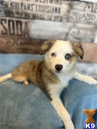 Australian Shepherd