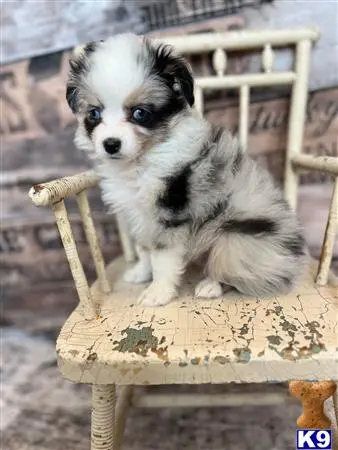 Australian Shepherd