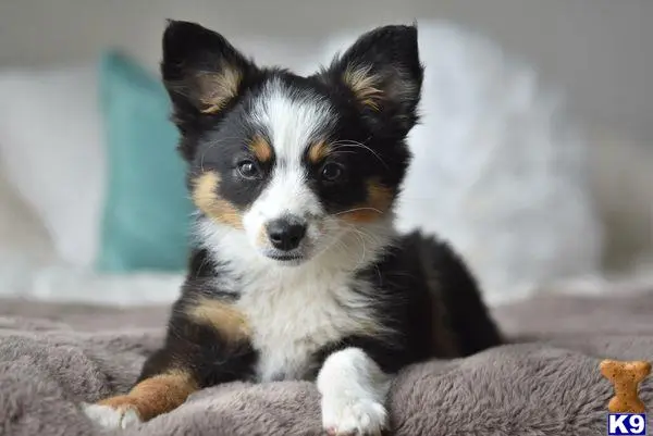Australian Shepherd