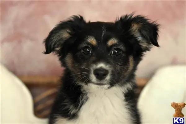 Australian Shepherd