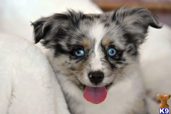Australian Shepherd