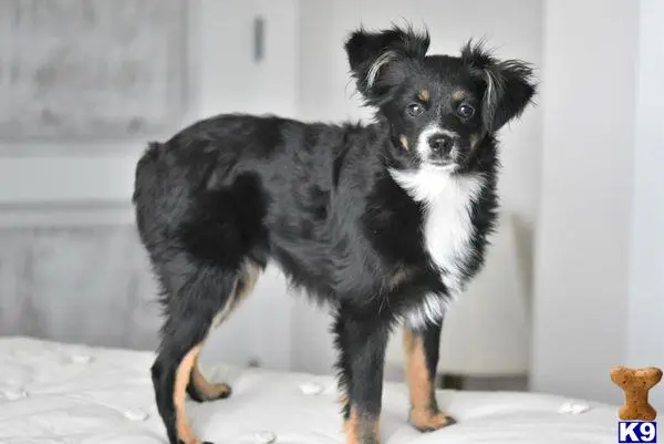 Australian Shepherd