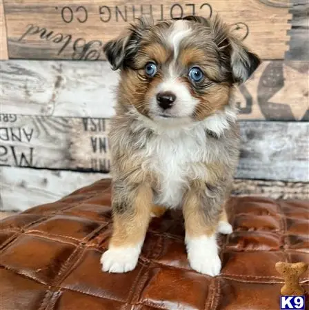 Australian Shepherd puppy for sale