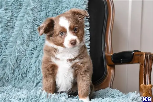 Australian Shepherd puppy for sale