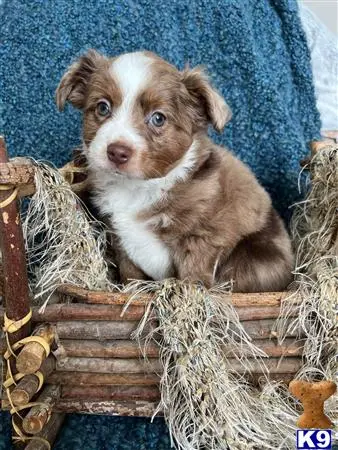 Australian Shepherd puppy for sale