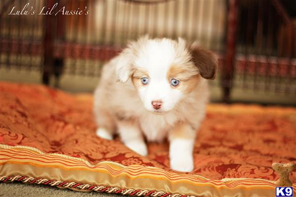 Miniature Australian Shepherd