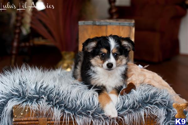 Miniature Australian Shepherd