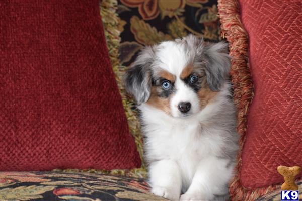 Miniature Australian Shepherd