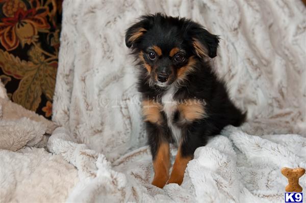Miniature Australian Shepherd