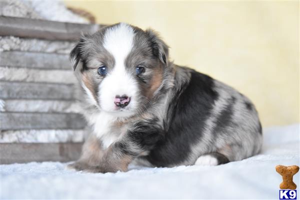 Miniature Australian Shepherd