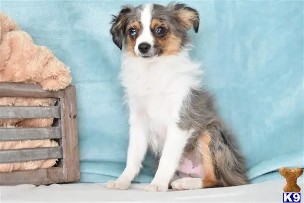 Miniature Australian Shepherd