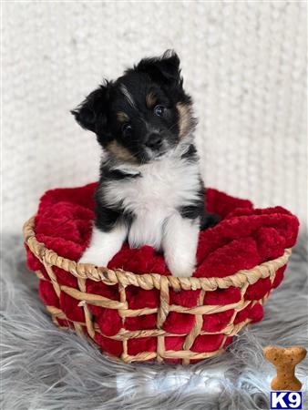 Miniature Australian Shepherd